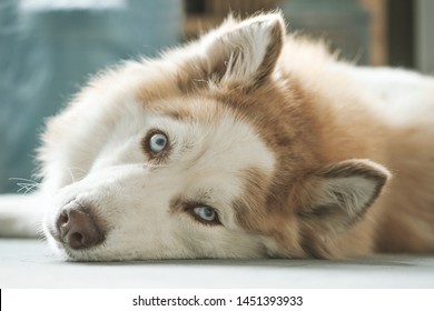 Husky Afbeeldingen Stockfoto S En Vectoren Shutterstock