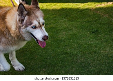Husky looking forward