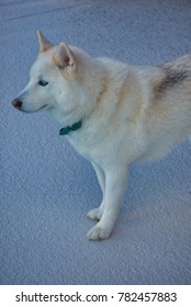 husky looking forward