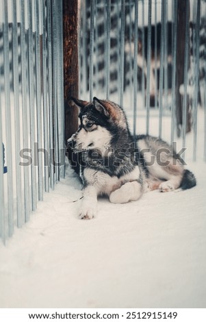 Husky lying in snow looking through cage bars in husky park in Rovaniemi Lapland