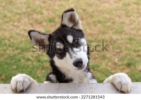 The husky is a majestic, athletic, and independent breed.