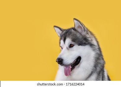 Husky Malamute dog on a yellow background on the right looks left down