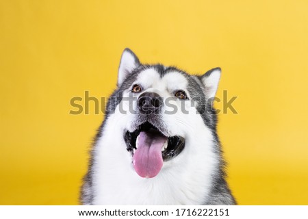 Husky Malamute dog on a yellow background looks into the frame