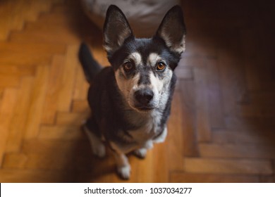 Husky Mix Dog