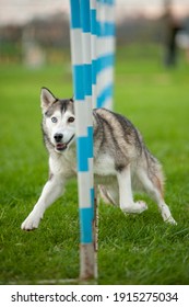 Husky Mix Dog In Agility Dog Track Competition. Dog Is Running Through Slalom Poles