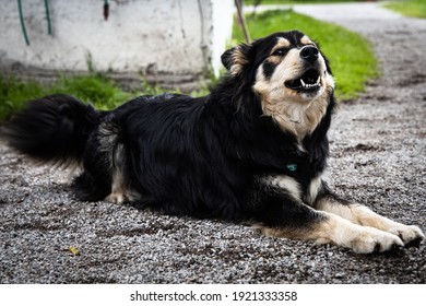 Husky Mix Dog Semms To Bark