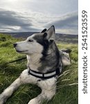 Husky on the Cumbria fells on an outdoor adventure