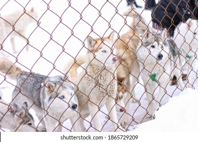 Husky On The Street In The Aviary, Behind A Metal Bars. Huskies Are Closely Watching Someone From Behind The Bars Of The Enclosure. The Concept Of Unfreedom