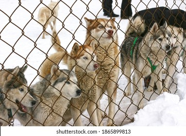 Husky On The Street In The Aviary, Behind A Metal Bars. Huskies Are Closely Watching Someone From Behind The Bars Of The Enclosure. The Concept Of Unfreedom