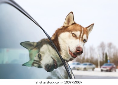 Husky Is Peeking Out Of Car Window