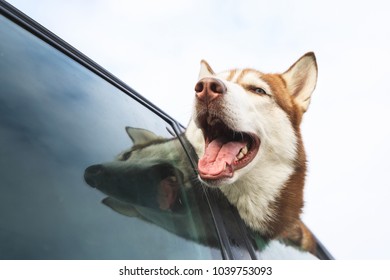 Husky Is Peeking Out Of Car Window