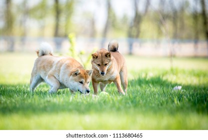 Husky playing in a nature - Shutterstock ID 1113680465