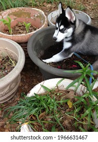 Husky Poppy Black White Dog Blue Eyes Digging In Flower Pot Serious Face Looking