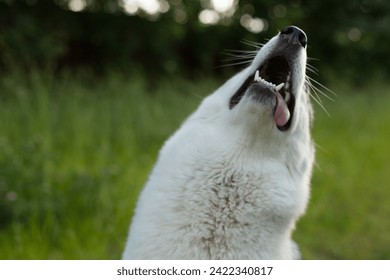 Husky portrait. Young husky dog for a walk in the park in autumn. Husky breed. Light fluffy dog. Walk with the dog. Dog on a leash - Powered by Shutterstock