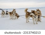 Husky pulled in lake Baikal in winter