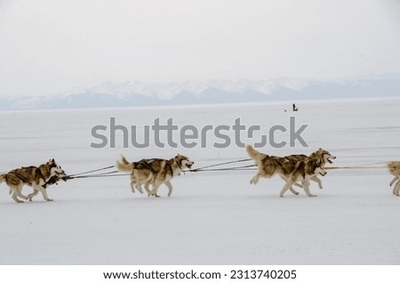 Husky pulled in lake Baikal in winter