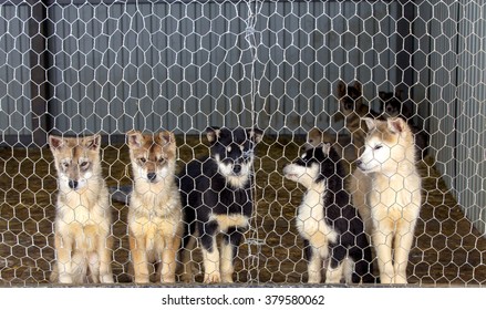 Husky puppies  in the dog kennel
