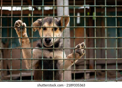 Husky Puppy Behind Bars Asking To Come Out