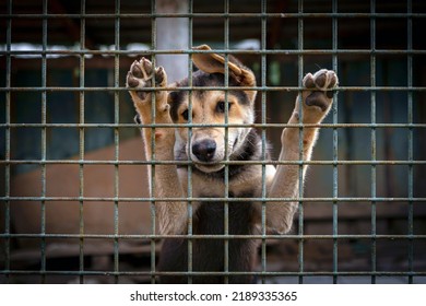 Husky Puppy Behind Bars Asking To Come Out