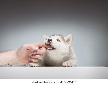 Husky Puppy Biting Playing Human Hand