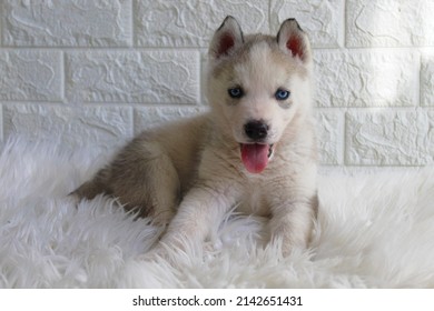 A husky puppy with blue eyes lies on a white fur litter on a background of wallpaper with white bricks. The puppy stuck out his tongue.