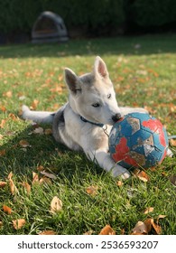 Husky puppy with blue eyes playing with soccer ball.