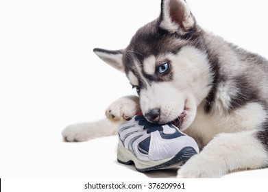 are huskies chewers