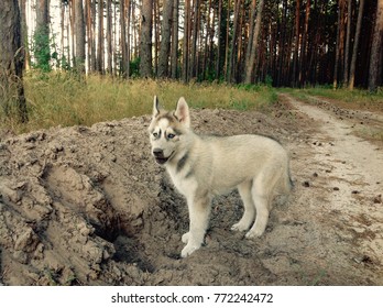 Husky puppy in the forest