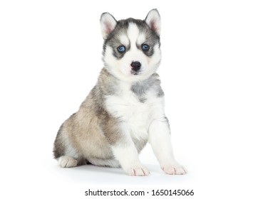 Siberian Husky 1 Year Old Sitting Stock Photo (Edit Now) 65820013