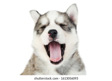 犬 あくび の写真素材 画像 写真 Shutterstock