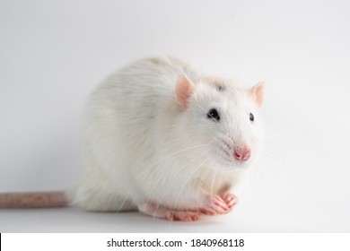 159 Agouti Husky Images, Stock Photos & Vectors | Shutterstock