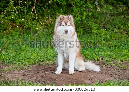 Husky rests after   dry land competition in shadow of tree