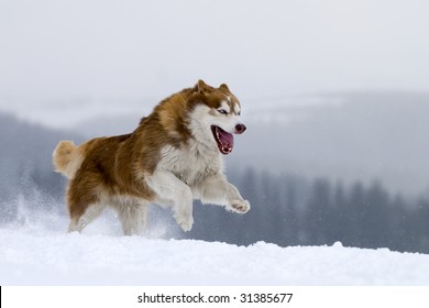 Husky running , showing big sharp teeth.
