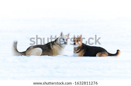 Similar – Schlittenhunde Winter