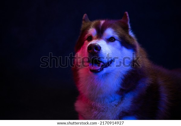 Husky Siberian portrait of a wolf head on a black background
