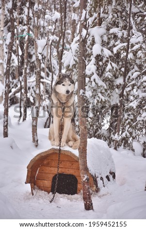 Similar – Image, Stock Photo White Samoyed dog beside lantern in snowy Lapland