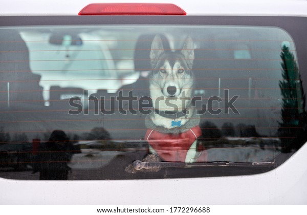Husky sled dog in car,\
travel pet. Dog locked inside car, looking out car window and\
waiting for walking. Funny husky dog travel trip concept. Pet\
transportation.