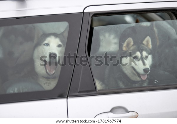 Husky sled dog in car,\
travel pet. Dog locked inside car, looking out car window and\
waiting for walking. Funny husky dog travel trip concept. Pet\
transportation.