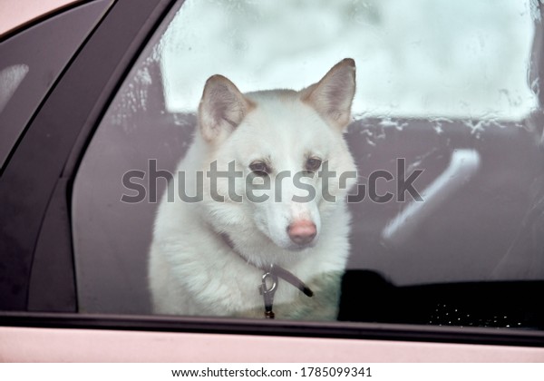 Husky sled dog in car,
travel pet. Dog locked inside car, looking out car window and
waiting for walking. Funny husky dog travel trip concept. Pet
transportation.