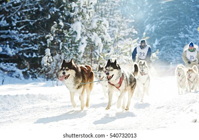 Husky Sled Dog Racing