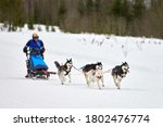 Husky sled dog racing. Winter dog sport sled team competition. Siberian husky dogs pull sled with musher. Active running on snowy cross country track road