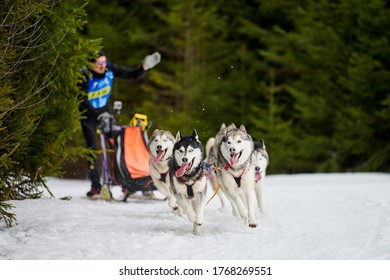 Husky Sled Dog Racing. Winter Dog Sport Sled Team Competition. Siberian Husky Dogs Pull Sled With Musher. Active Running On Snowy Cross Country Track Road