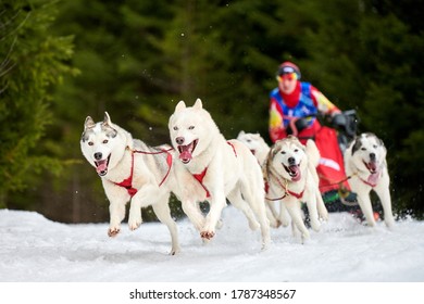 Husky Sled Dog Racing. Winter Dog Sport Sled Team Competition. Siberian Husky Dogs Pull Sled With Musher. Active Running On Snowy Cross Country Track Road