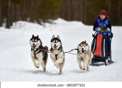 Husky Sled Dog Racing. Winter Dog Sport Sled Team Competition. Siberian Husky Dogs Pull Sled With Musher. Active Running On Snowy Cross Country Track Road