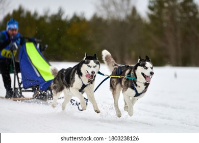 Husky Sled Dog Racing. Winter Dog Sport Sled Team Competition. Siberian Husky Dogs Pull Sled With Musher. Active Running On Snowy Cross Country Track Road