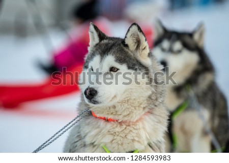 Husky sled in the mountain 