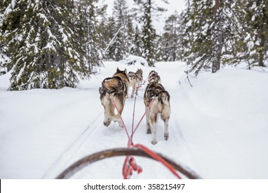 Husky Sledge