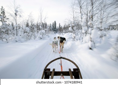 Husky Sledge Ride In Swedish Lapland 