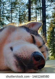 Husky Sleeping And Spending Cottage Life On A Hot Summer Day. Finland 2019.