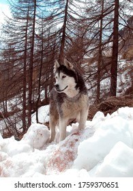 Husky in snowy winter landscape with trees in the mountains - Shutterstock ID 1759370651